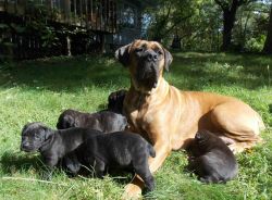 Gorgeous Black Brindle Cane Corso Mastiff Pups