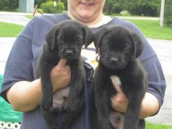 Lovely Super cane corso puppies
