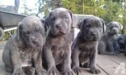 blue cane corso puppies