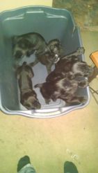 Black Cane Corso puppies