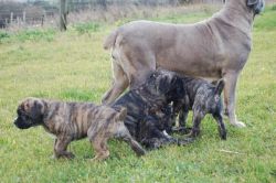 Cane Corso Puppies These puppies