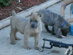 Stunning Litter Of Cane Corso Puppies For Sale