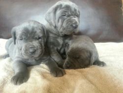 Cane Corso puppies! BLUE