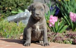 Beautiful Cane Corso Mastiff Pups For Pet Homes