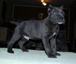 Cute Cane Corso puppies for sale