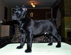 Cane corso puppies now best homes