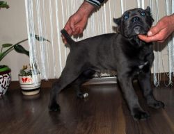 Sweat Cane Corso puppies for sale