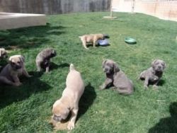 Quality Cane Corso puppies ready for re-homing