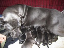 Cane Corso Puppies For Adoption.
