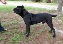 Quality Cane Corso Puppies Ready For Re-homing