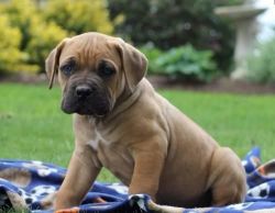 Cane Corso puppies for adoption
