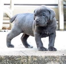 hand Raised cane Corso Puppies for good home