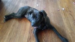 Cane Corso pup needs new home