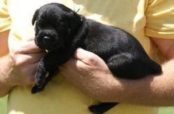 Sweet black Cane Corso Italiano puppies
