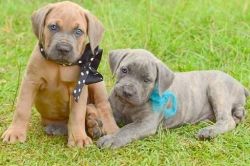 Cane Corso Mastiff Puppies