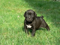 Cane Corso Puppies For Loving Homes