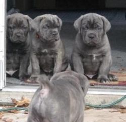 Cane Corso Puppies Ready For New Home!!!