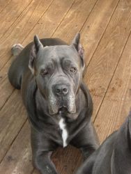 cane corso puppies for sale-new