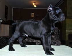 Black Male Cane Corso puppy