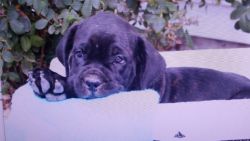 9 wk old Cane Corso puppies