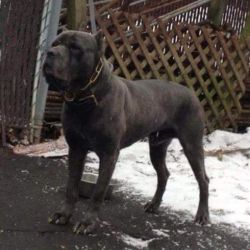 Cane corso male 3 years old