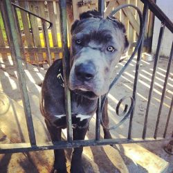 13 Mo. Old Cane Corso Females For Sale