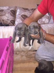 Blue Cane Corso Puppies