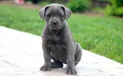 Cane Corso Puppies for Sale ...Cane Corso Puppies for Sale