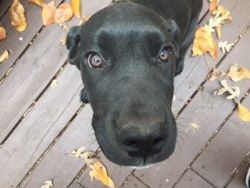4 mo, black male, iccf registered cane corso puppy for sale