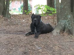 Cane Corso for stud and pups available