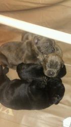Cane Corso for stud /pups avail.