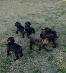 CANE CORSO puppies $1800.00