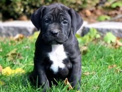 Cane Corso Puppies for X-mas gift lovable, sweet and nice