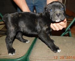 Cane Corso Puppies ready for sale