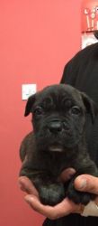 Stunning Cane Corso Puppies for sale