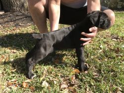 AKC registered Cane Corso puppieS
