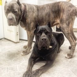 Beautiful large cane Corso puppies for sale