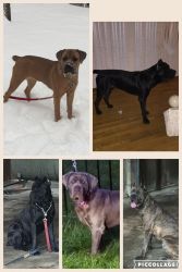 ICCF registered Cane Corso Puppies