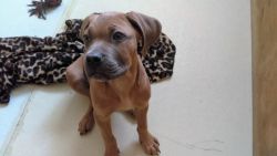 Cane Corso Puppies For Sale- 1 female left!