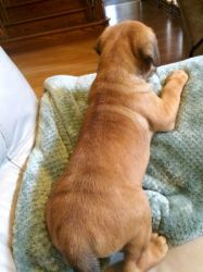 Charlie is a fawn puppy with gorgeous markings Cane Corso