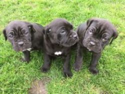 Pure Breed Cane Corso Puppies **just 3 Left**
