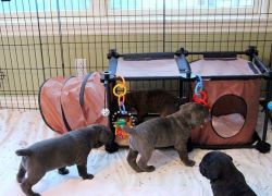 Lovely Cane Corso Puppies