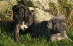 Beautiful Cane Corso Puppies For Sale Blue