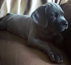 Blue cane corso puppies for sale