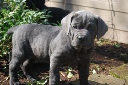 Blue cane corso puppies for sale