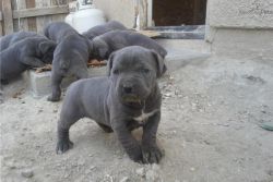 Cane Corso Mastiff Puppies