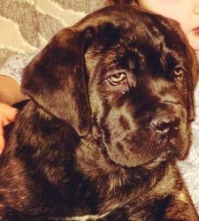 Cane Corso pups ready for forever homes!
