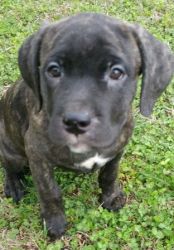 Beautiful Brindle Cane Coros Puppies For Sale