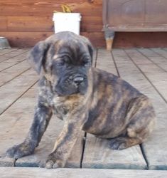 Adorable 10 weeks old Cane Corso puppies