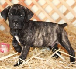 Very friendly and loving CANE CORSO puppies